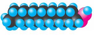 Модель молекули пальмітинової кислоти
